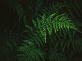 Image of green leaves